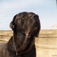 Avatar de WolfCaneCorso
