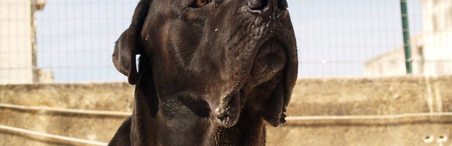 WolfCaneCorso's cover