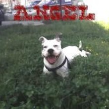 Avatar de angeldog