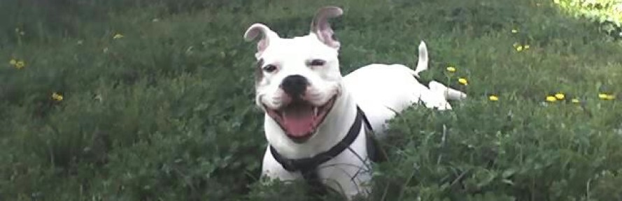 angeldog's cover