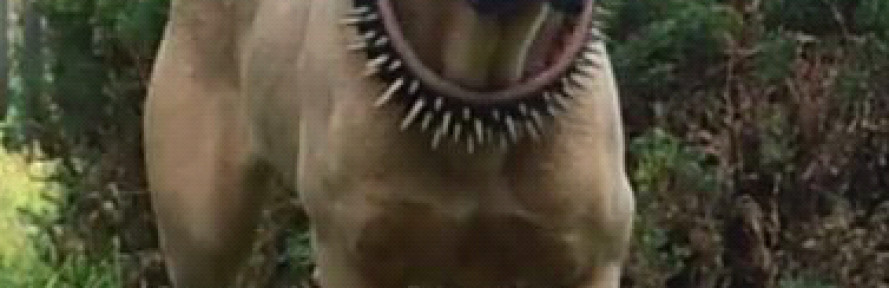 tigrecanecorso's cover