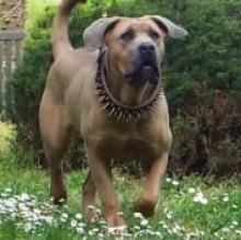 Avatar de tigrecanecorso