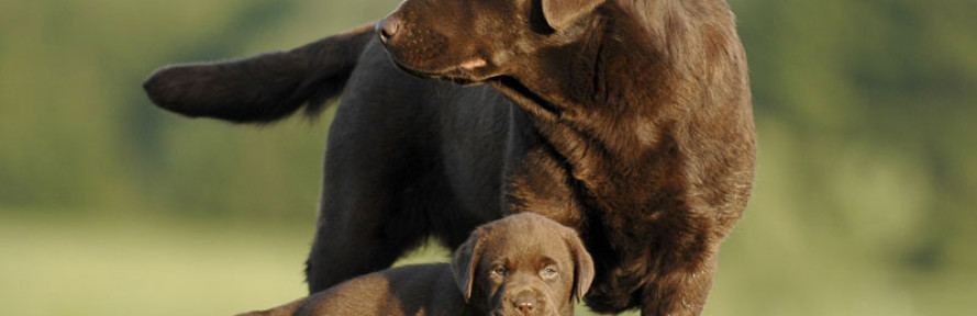 mylabrador's cover