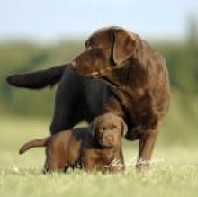 Avatar de mylabrador