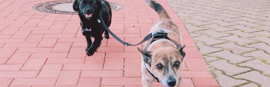 Cover di Thomas Voiß