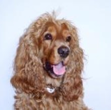 Avatar de TheItalianDogBlog
