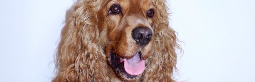 TheItalianDogBlog's cover