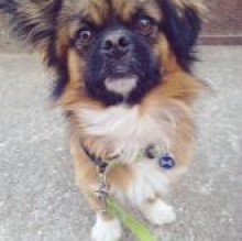 Immagine del profilo di Archie TibetianSpaniel