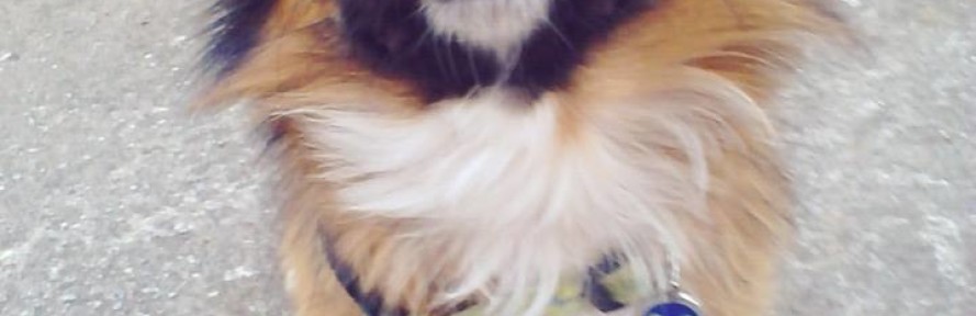 Cover di Archie TibetianSpaniel