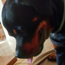 Elisa Nuonno's Avatar