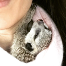 Immagine del profilo di Sury Il Suricato