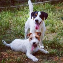 Immagine del profilo di jackrussell