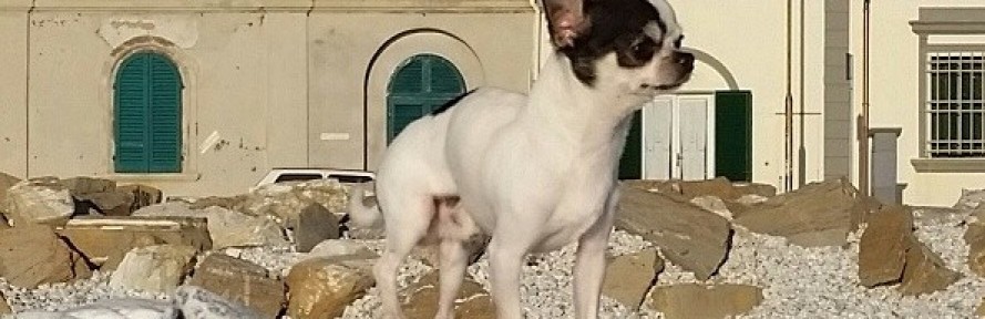 Marlen Wallnöfer's cover