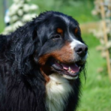 Immagine del profilo di Dogslife