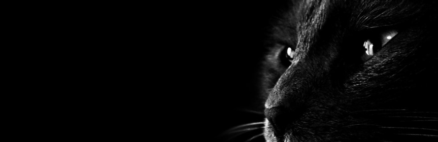 mariateresa troia's cover