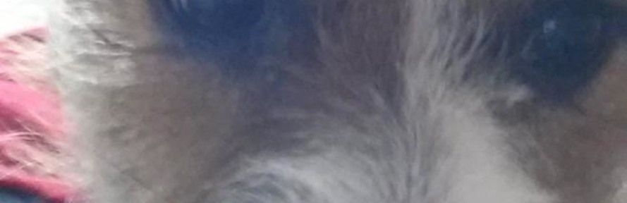 Casky85's cover