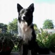 geordie ponzoni's avatar