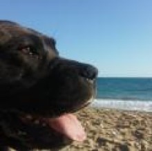 Baloo Pipia's avatar