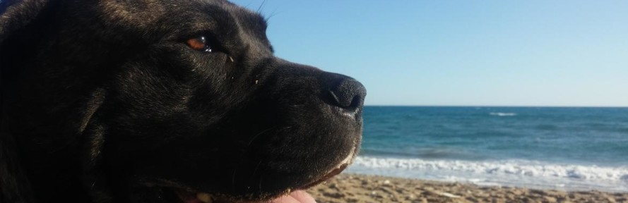 Baloo Pipia's couverture