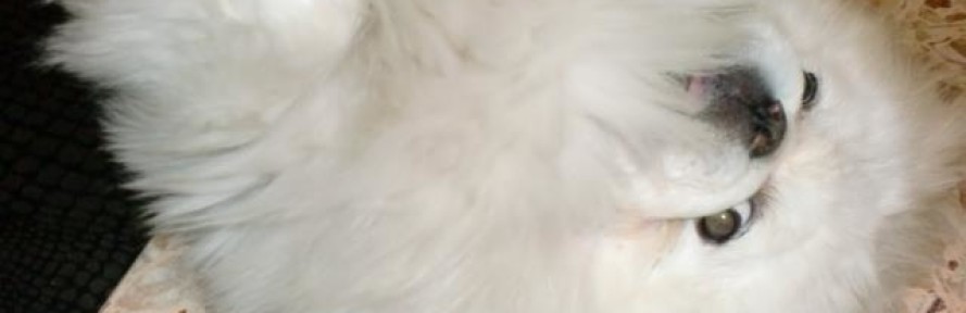 Silver06's cover
