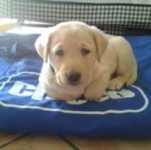 Avatar de Alice Chiatto