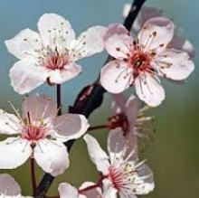 Immagine del profilo di Veronica  Nasini