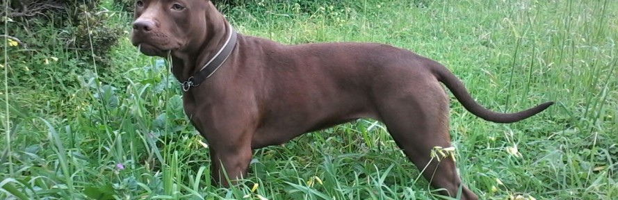 Cover di Veronica  Nasini