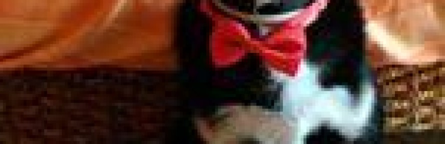 AarondiCasaSavoca's couverture