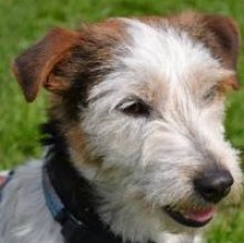 Paddy's avatar