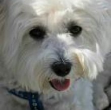 Avatar de Sophie