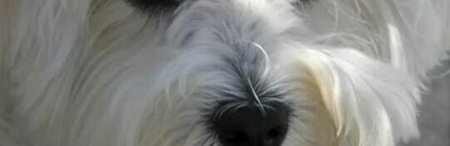 Sophie's cover