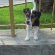Tobie JackRussell's avatar