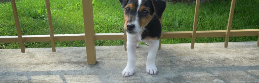 Tobie JackRussell's cover