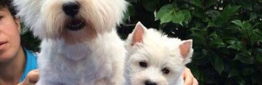 Allevamentowestie Falcone's cover