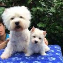 Allevamentowestie Falcone's avatar