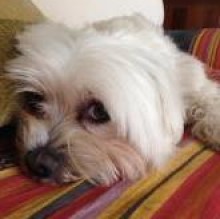 Avatar de Moka Iannello