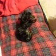 Avatar de carlotta