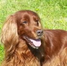 Luna chicco's avatar