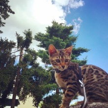 Avatar de BengalCrew