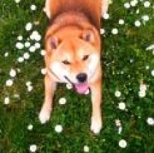 Akira Tombesi's avatar