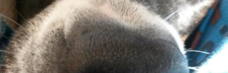 Cover di Chepka Dog