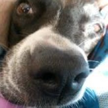 Immagine del profilo di Chepka Dog