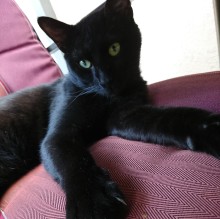 Immagine del profilo di Henry  Kater 