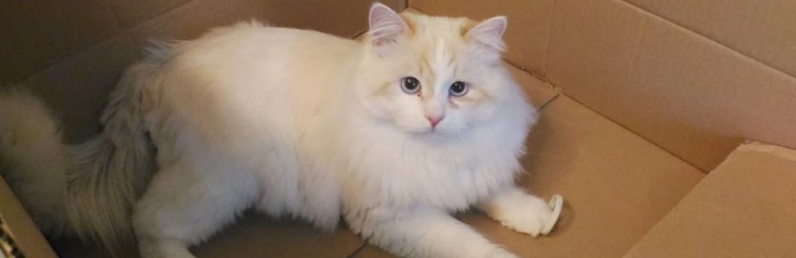 Cover di Elena Destro