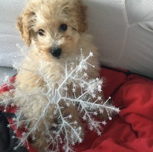 Ragù The Poodle's avatar