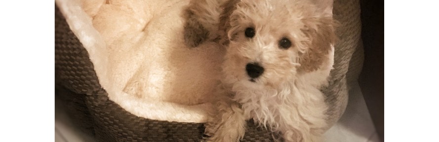 Ragù The Poodle's cover