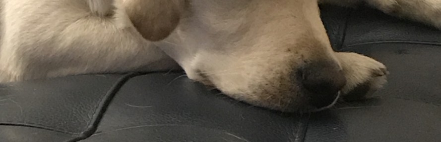 Elisa dal Bosco's cover