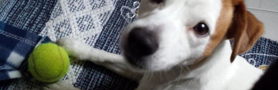 Iago Jackrussel's cover