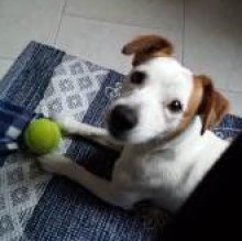 Avatar de Iago Jackrussel