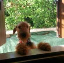 Immagine del profilo di Mil AiredaleTerrier